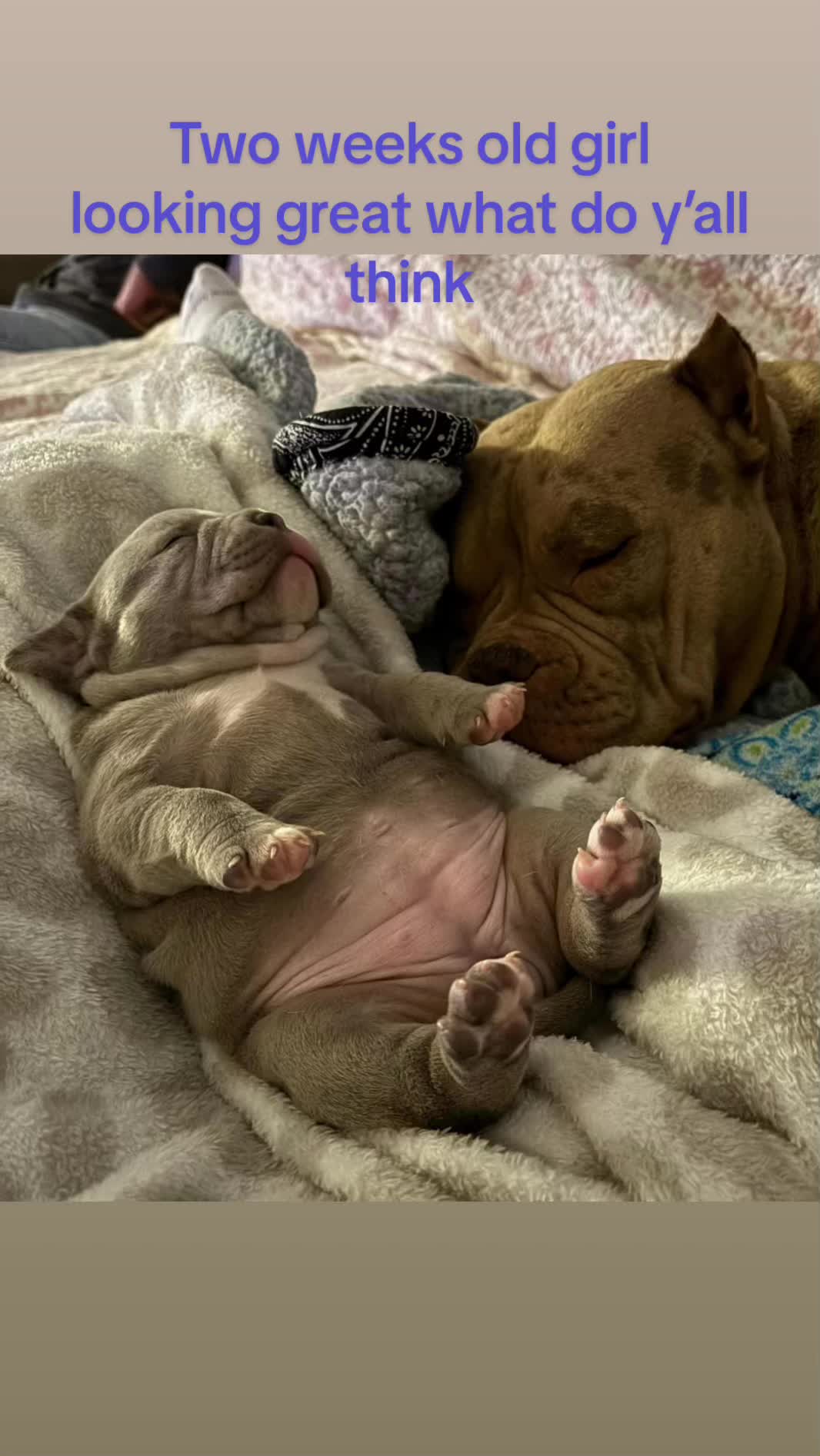 @smithbrothersbullies1