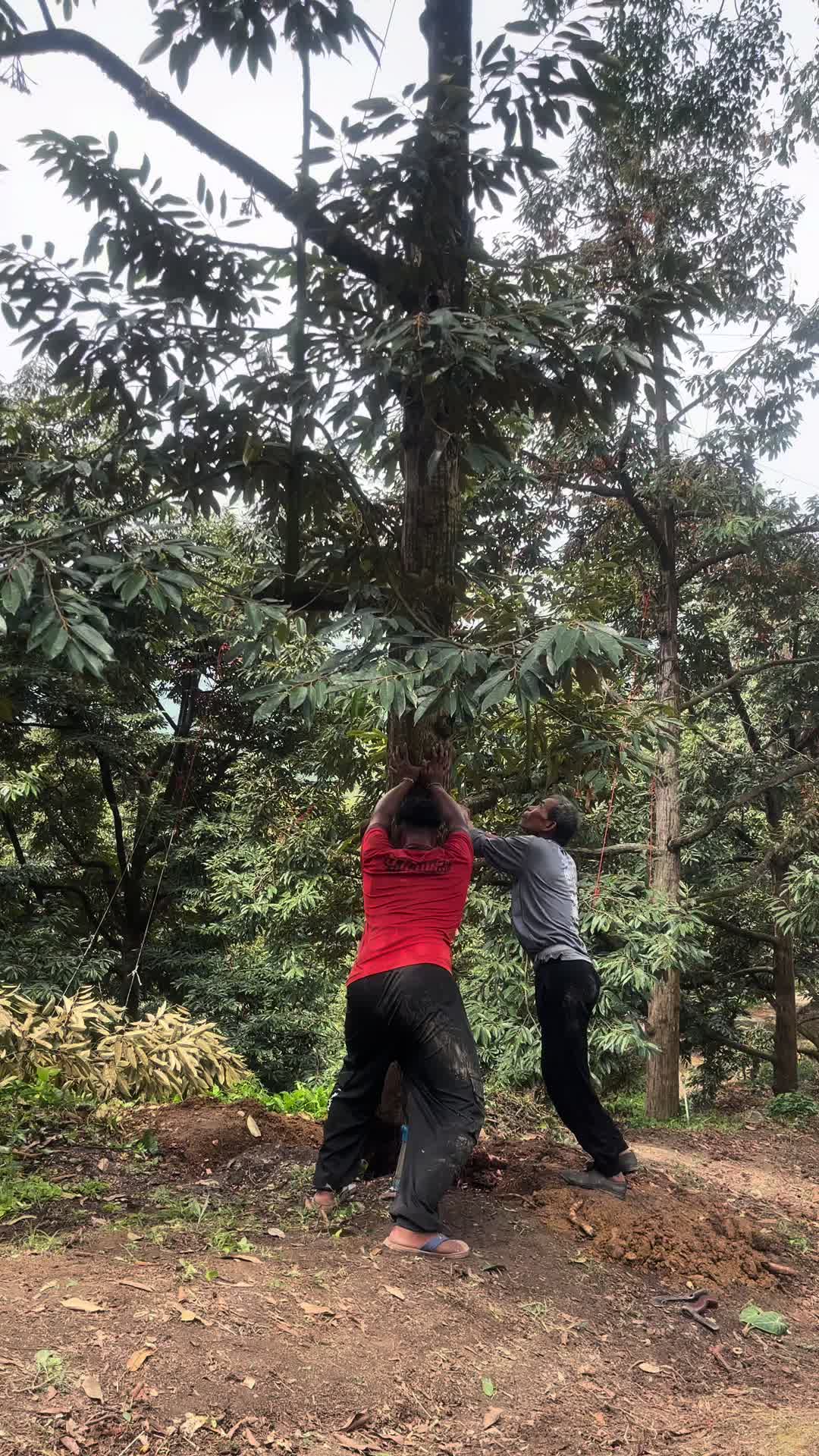 @nongfang