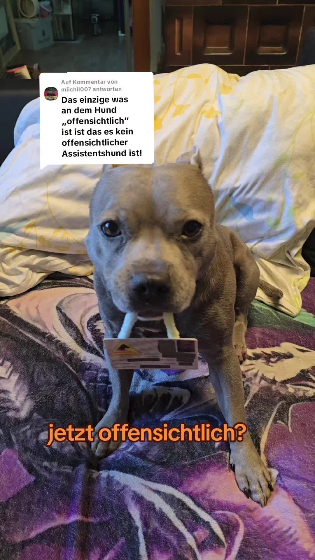 @Zara Alukanija Kiyomi 🐕🐾