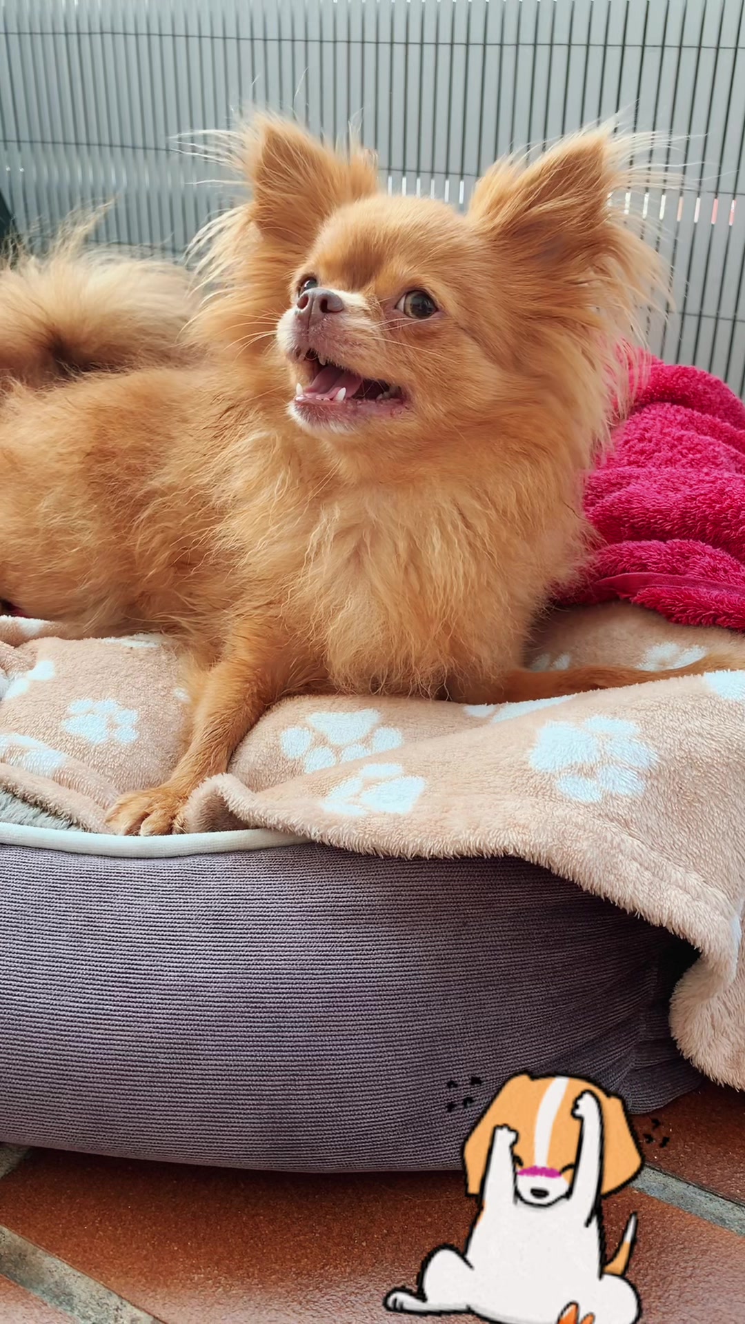 @Lisa💙PhiLLs kleine Nervensäge