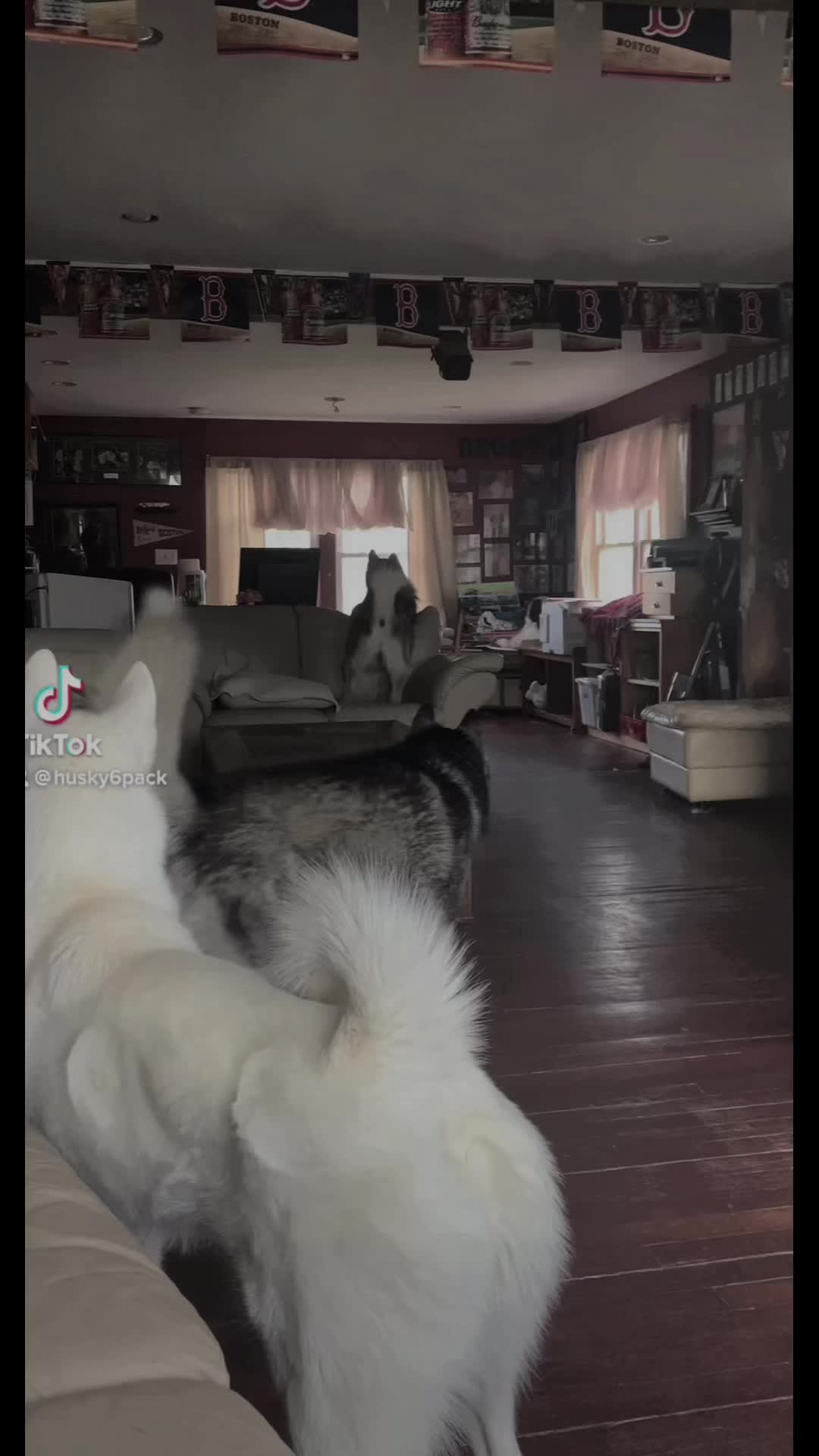 @Husky 6 Pack
