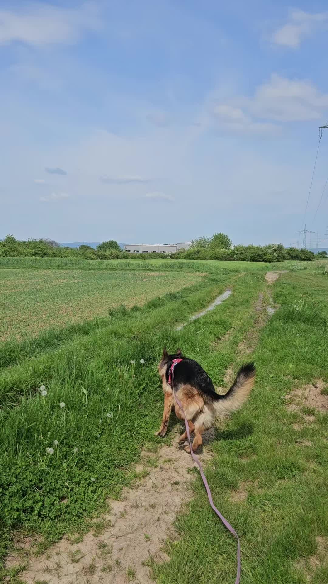 @Hundeschule happy future dogs