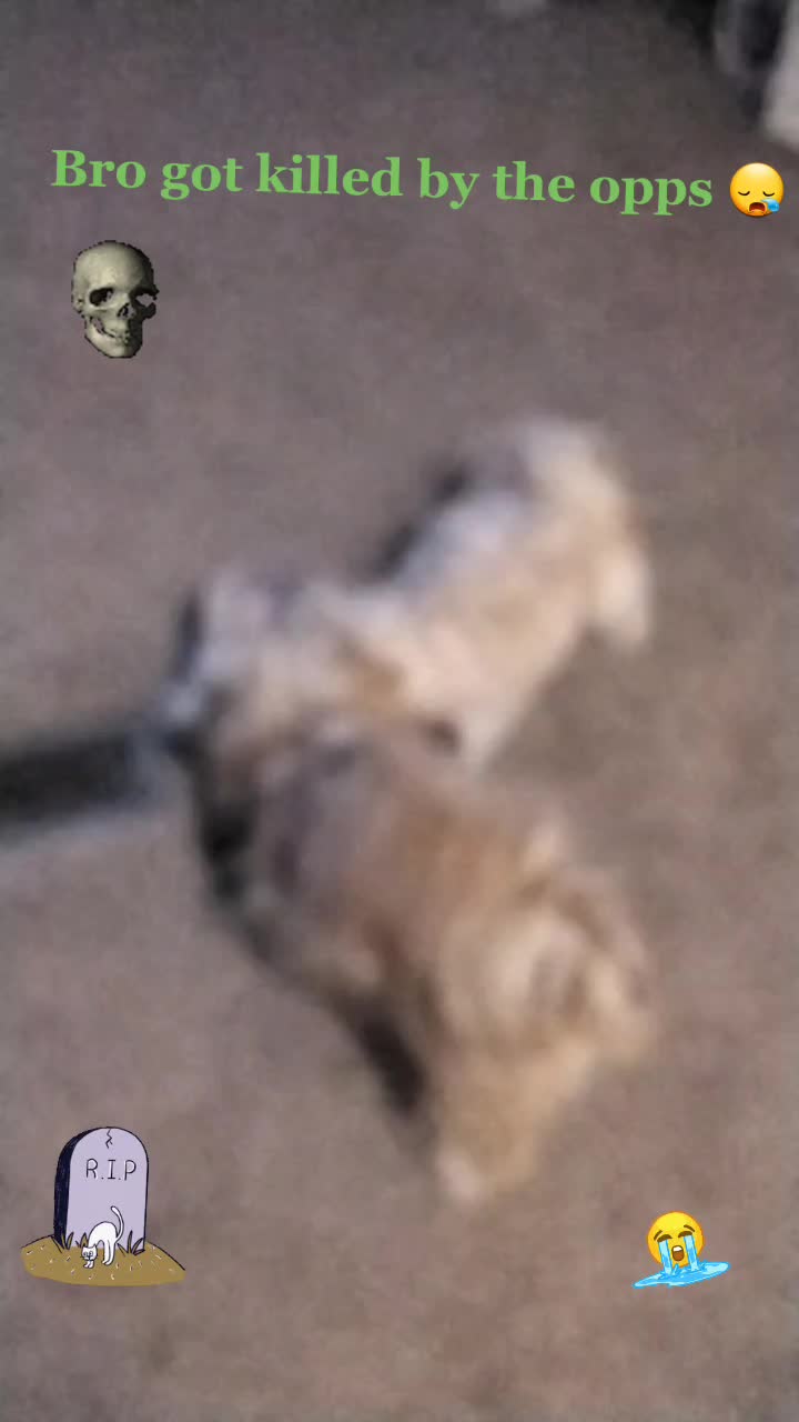 @cool dog