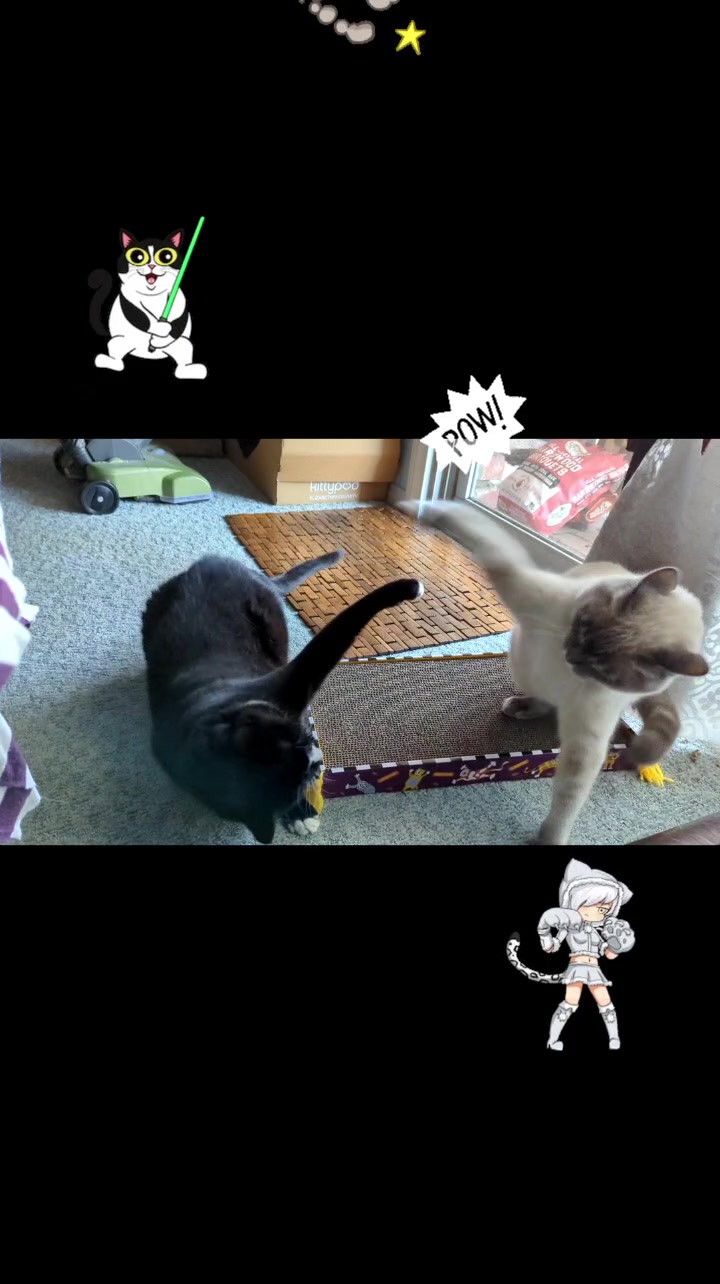 @GatosdeMami😺