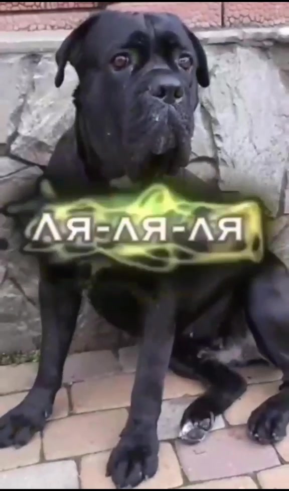 @🐶Dog_tik_tok🐶