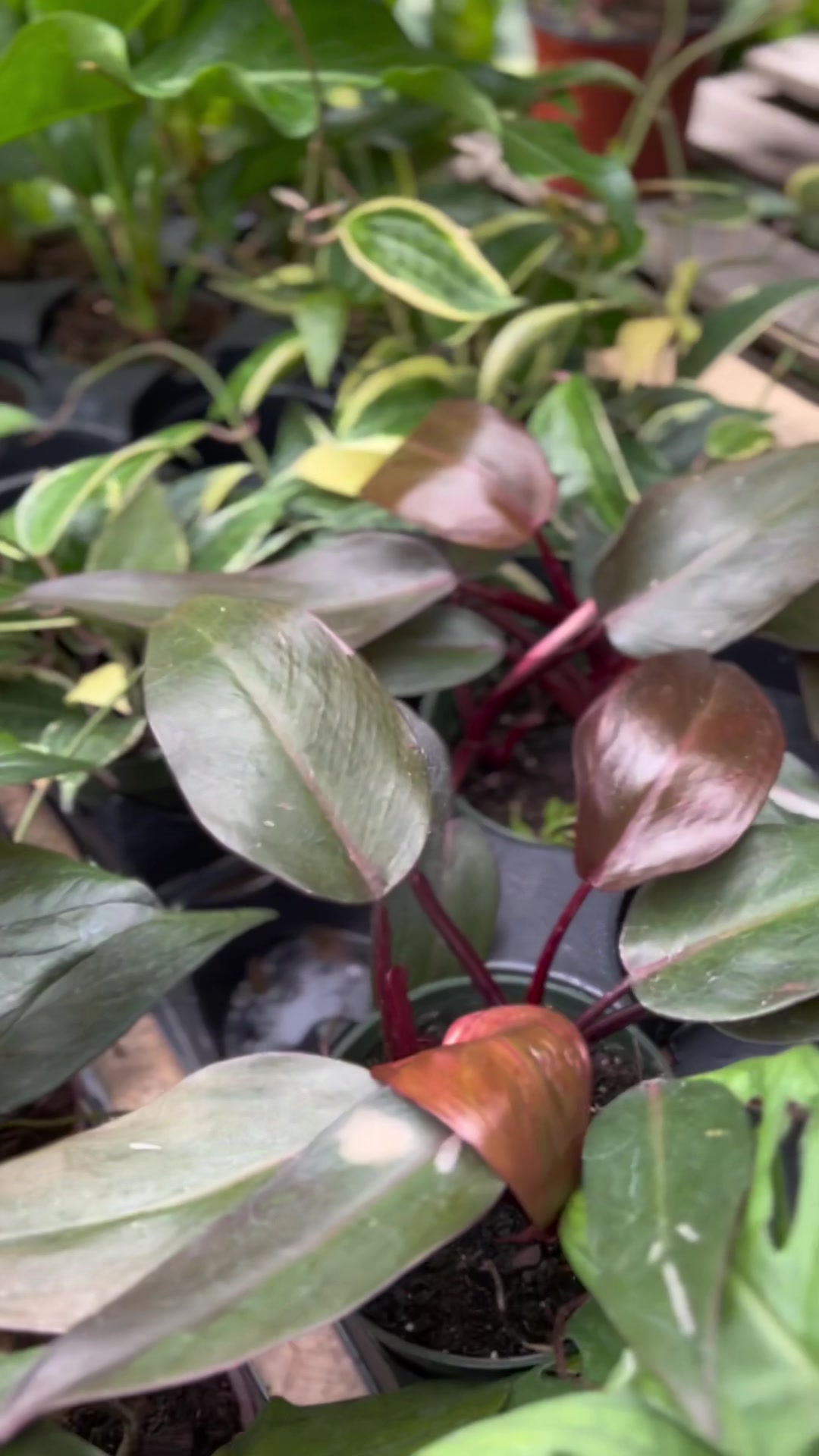@Tiny Plants