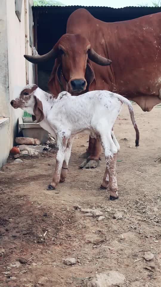 @Mehul Bharwad Satiya