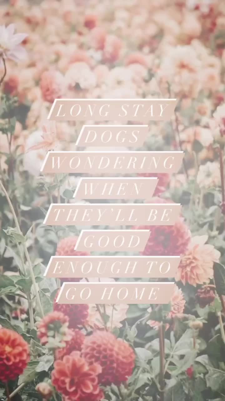 @HeyGoodDogs