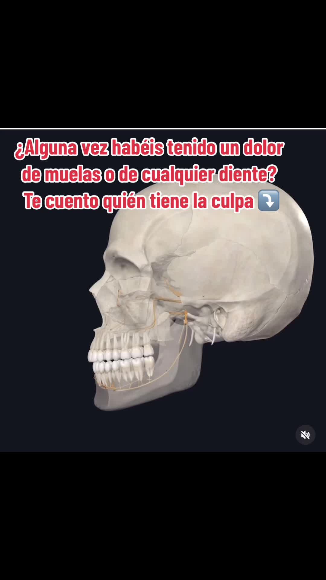 @Pasi&oacute;n por la Anatom&iacute;a