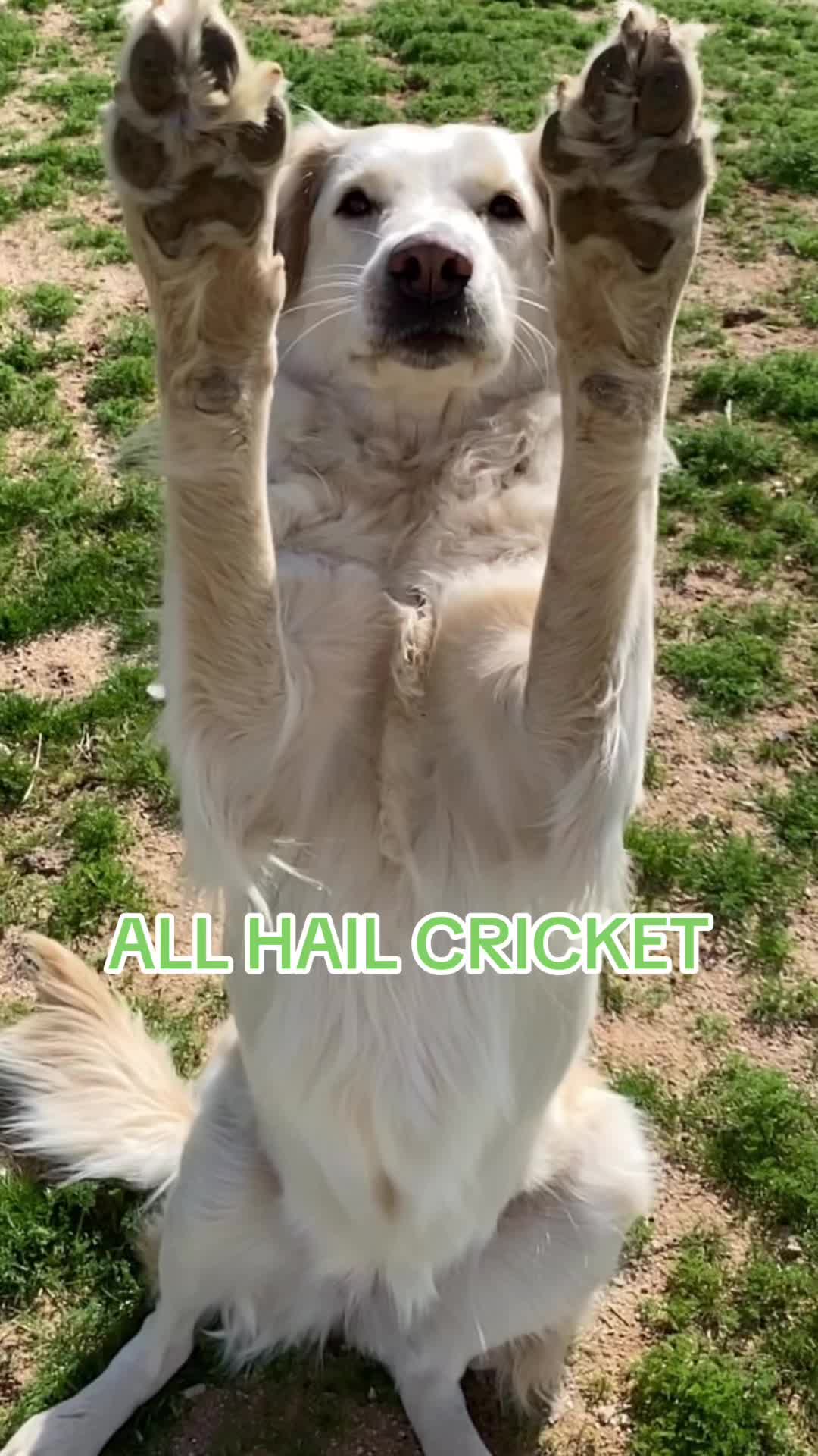 @L + C + H + C