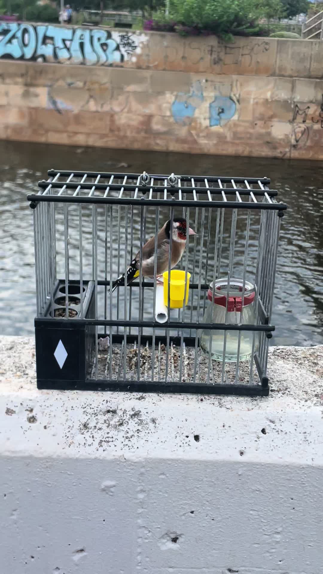 @AviarioAS