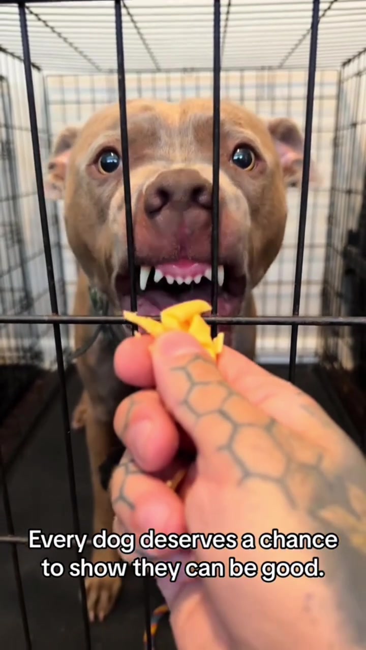 @balancedcanineacademy
