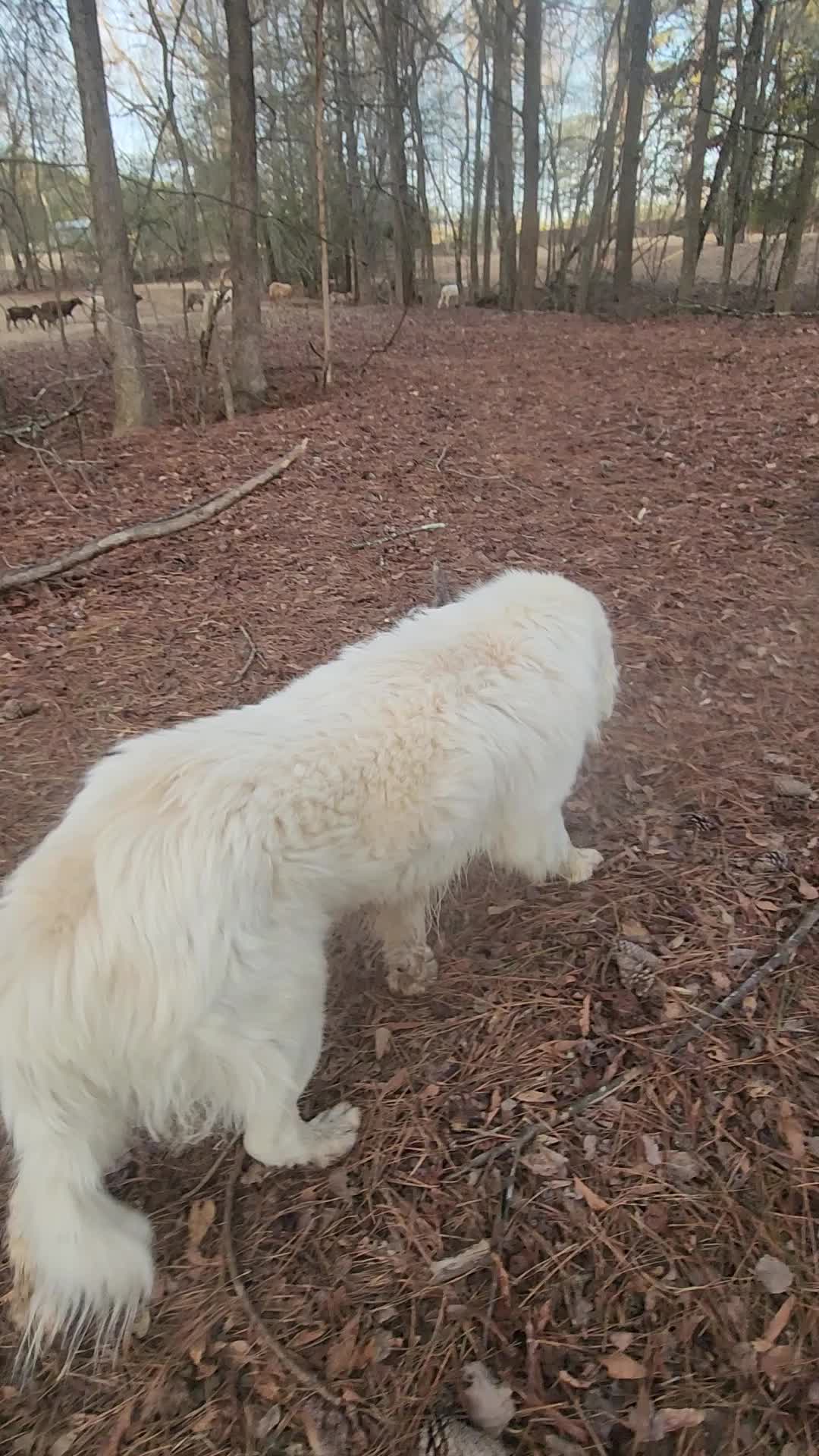 @MistythevLlamahowtos