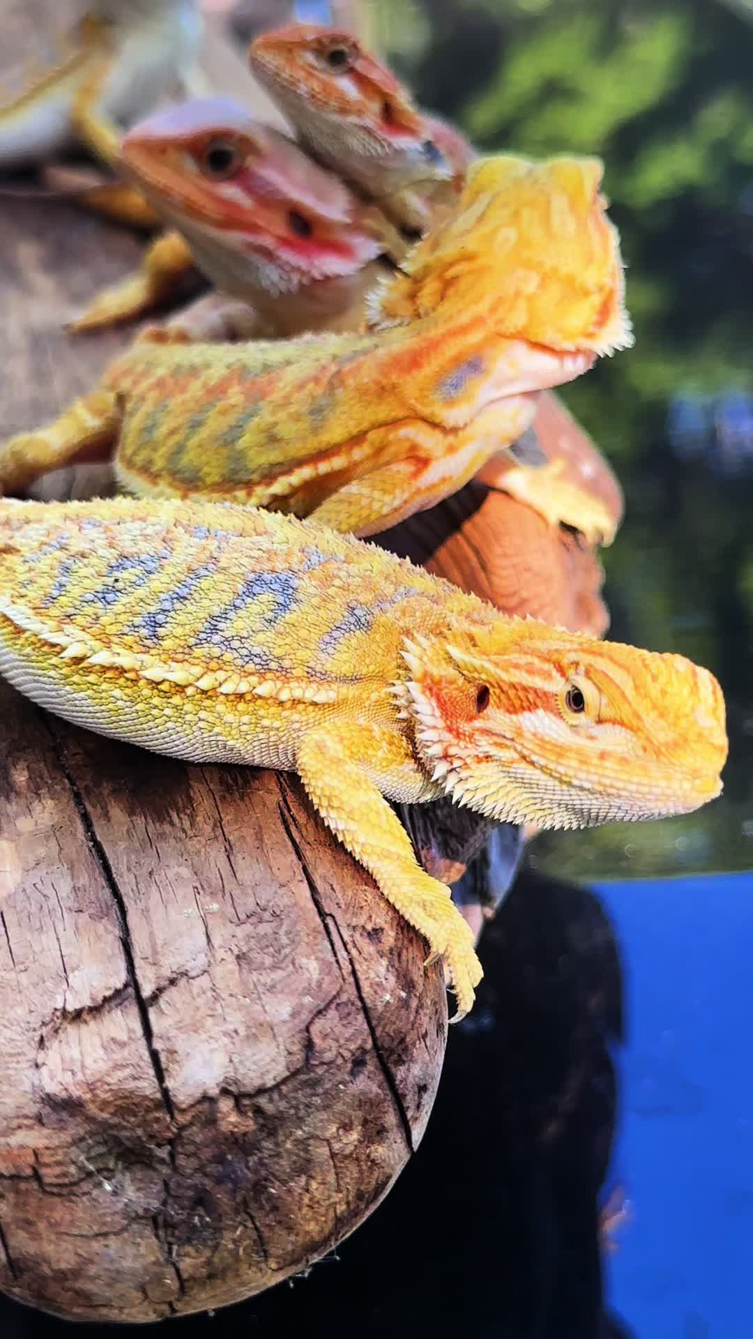 @reptile_garage