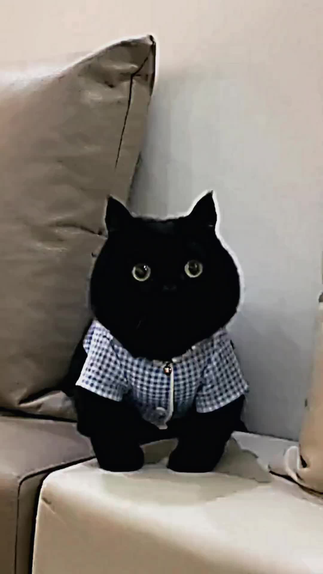 @PET CAT DOG