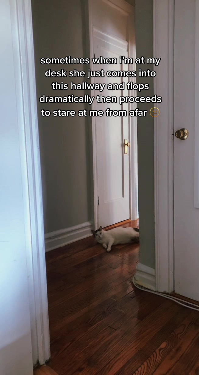 @nova’s the cat