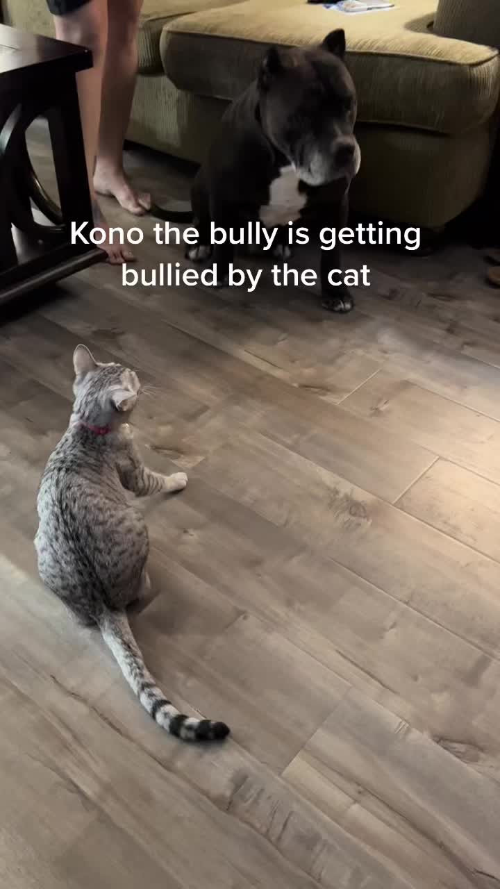 @Kono the bully