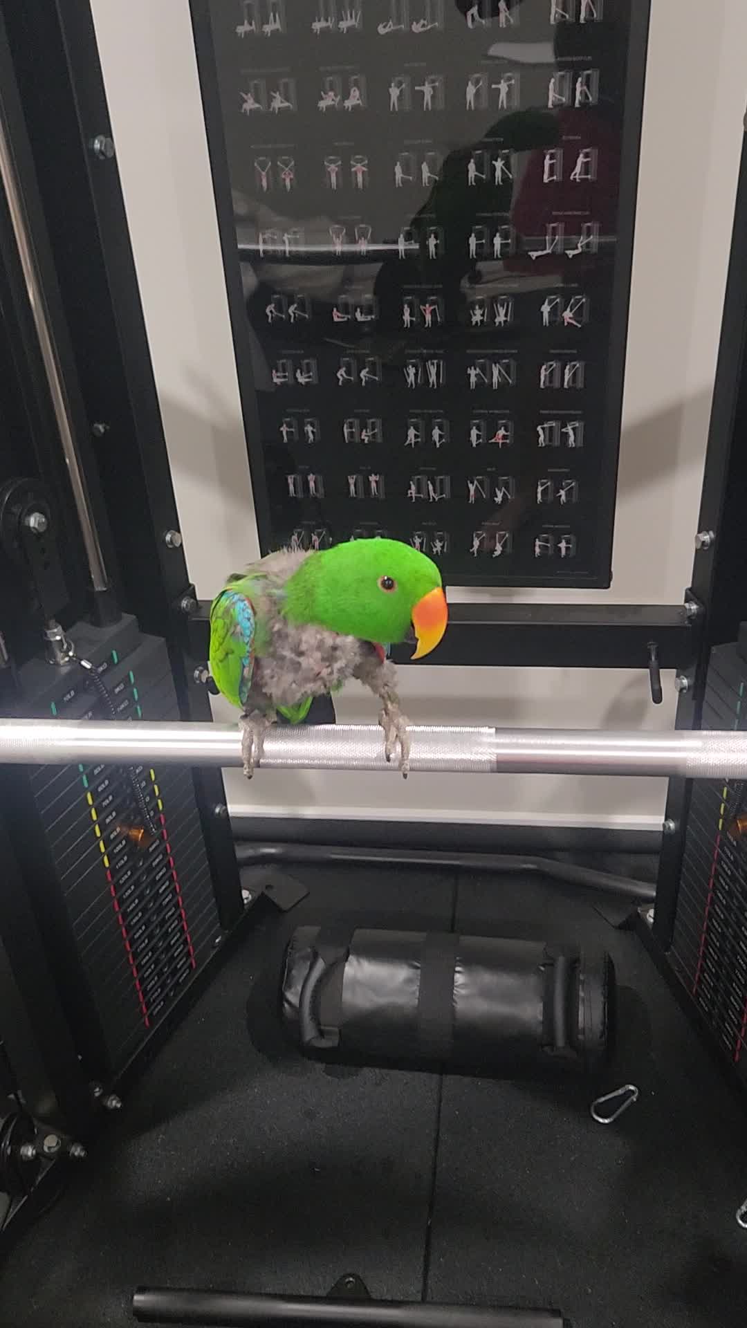 @Funnyparrotboys