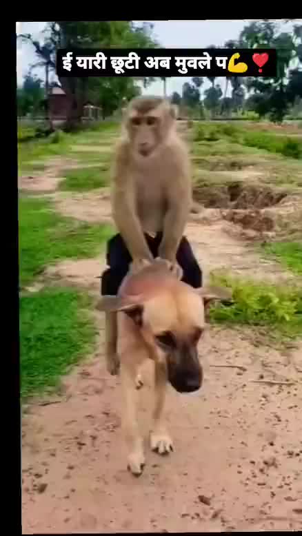 @jaikishan8121
