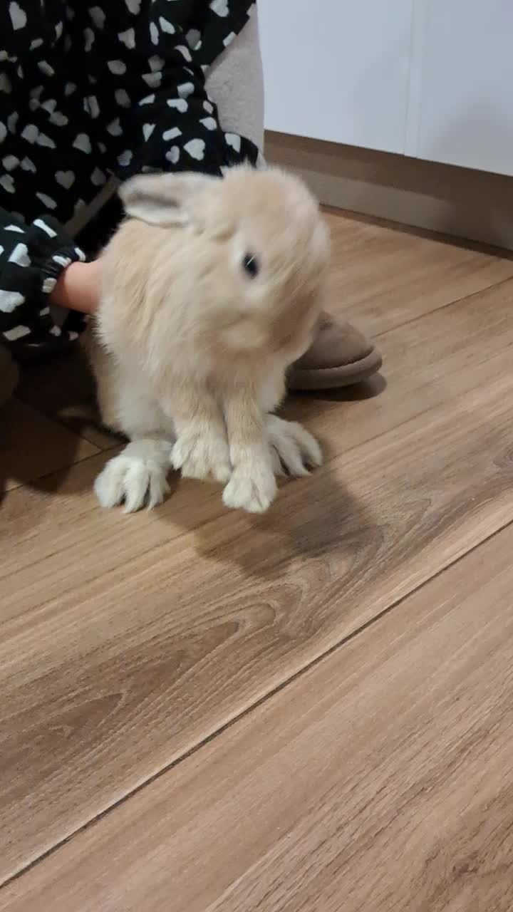 @Patatilla Rabbit 🐰🌱🥕