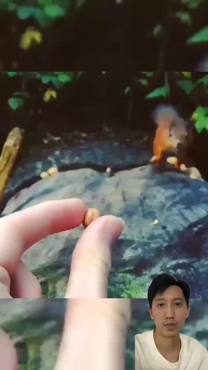 @Animals