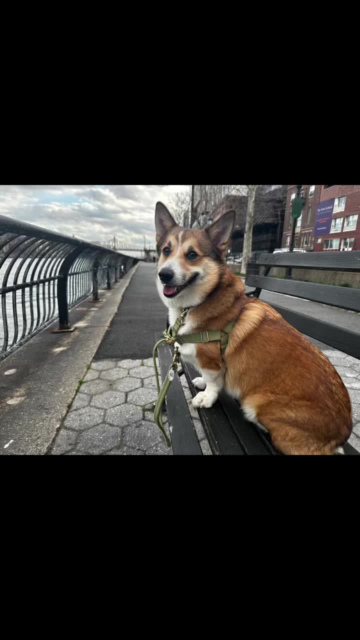 @Ollie The Corgi
