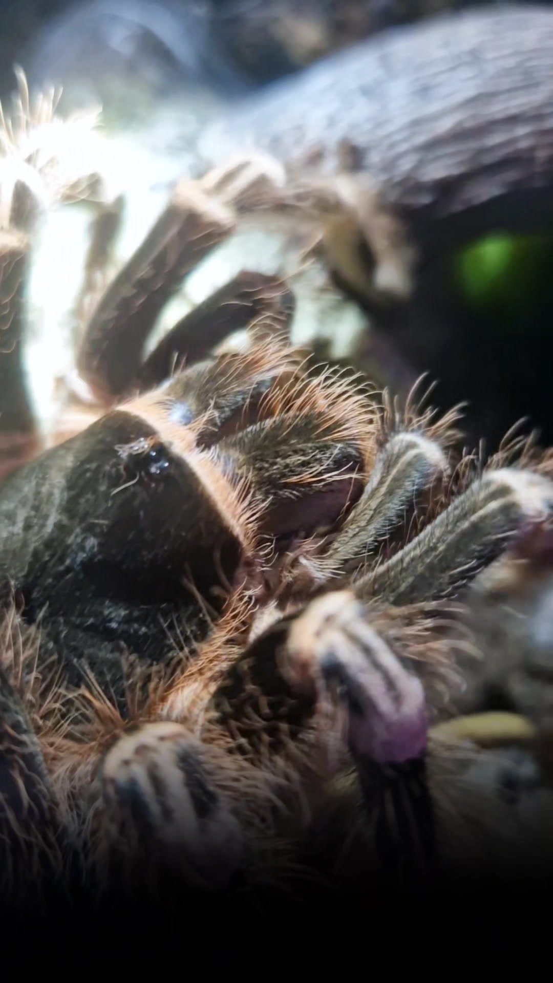 @brachypelma.de