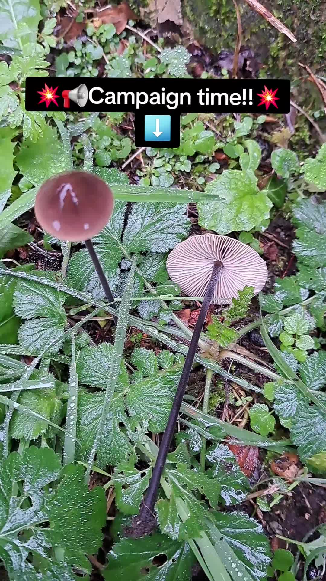 @Wild_About_the_Woods