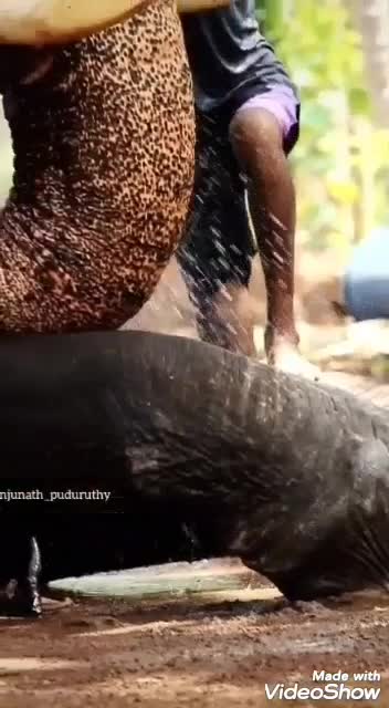 @കൊമ്പൻ