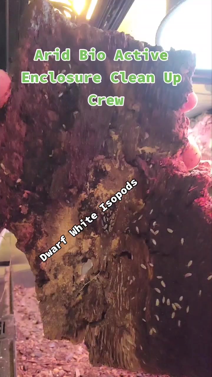 @Rhaynebow