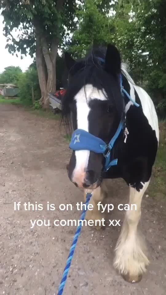 @horzeastetics