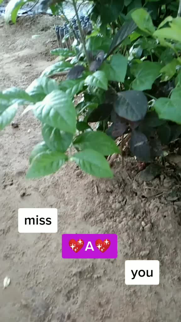 @Radhe Krishna7641