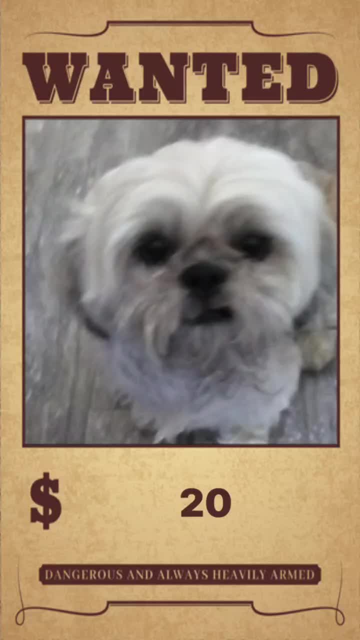 @cool dog