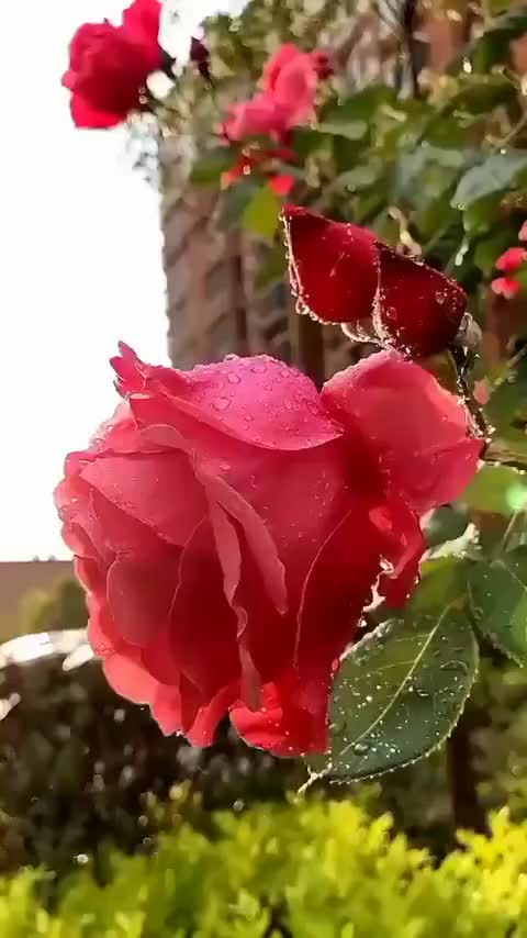 @sheelamahi