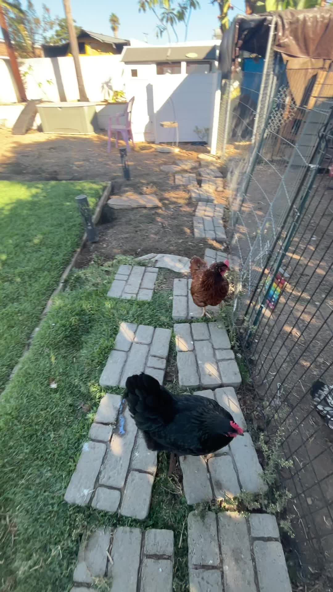 @Seven_mightyhens