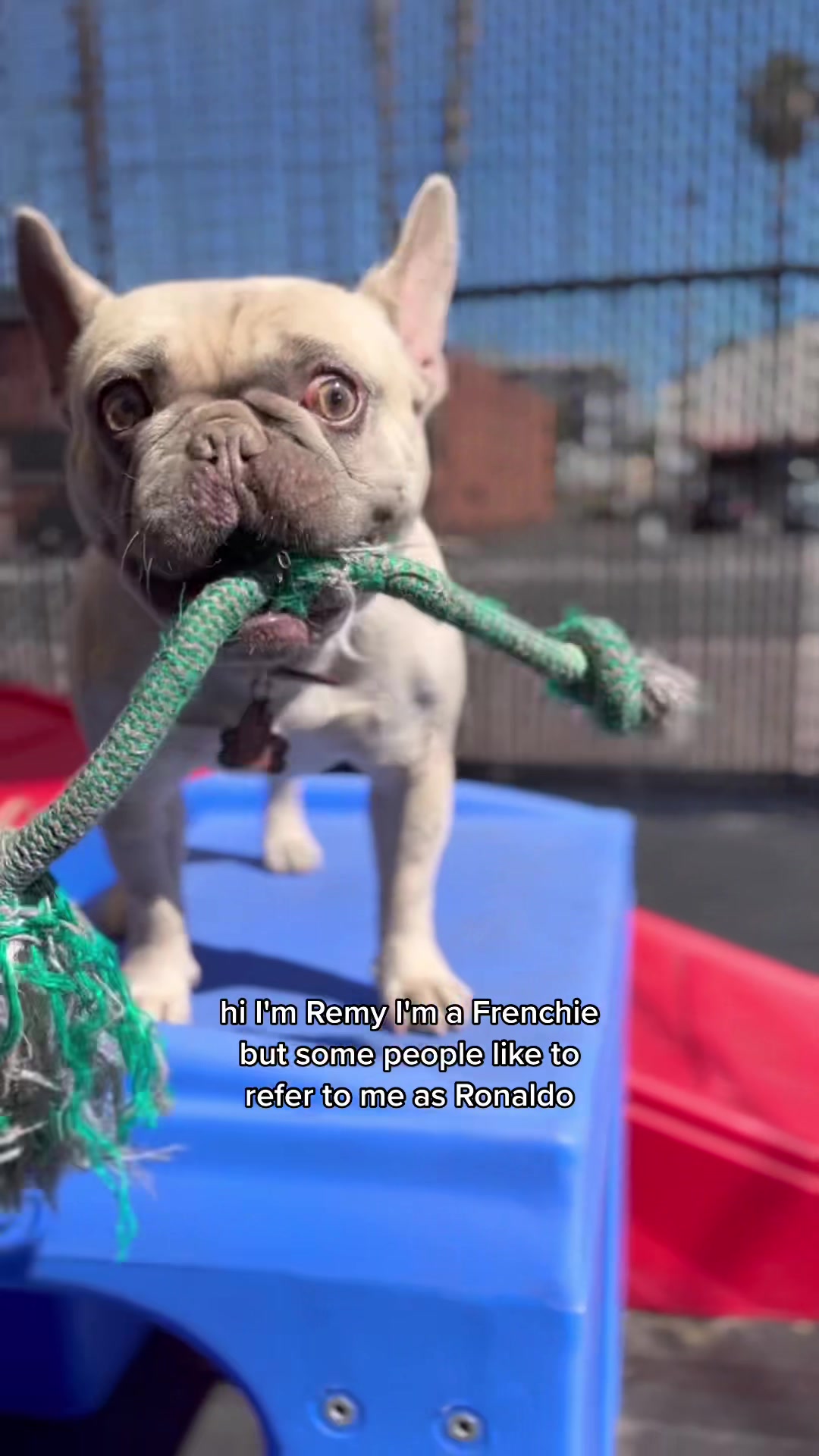 @Dogromat Pet Groomers