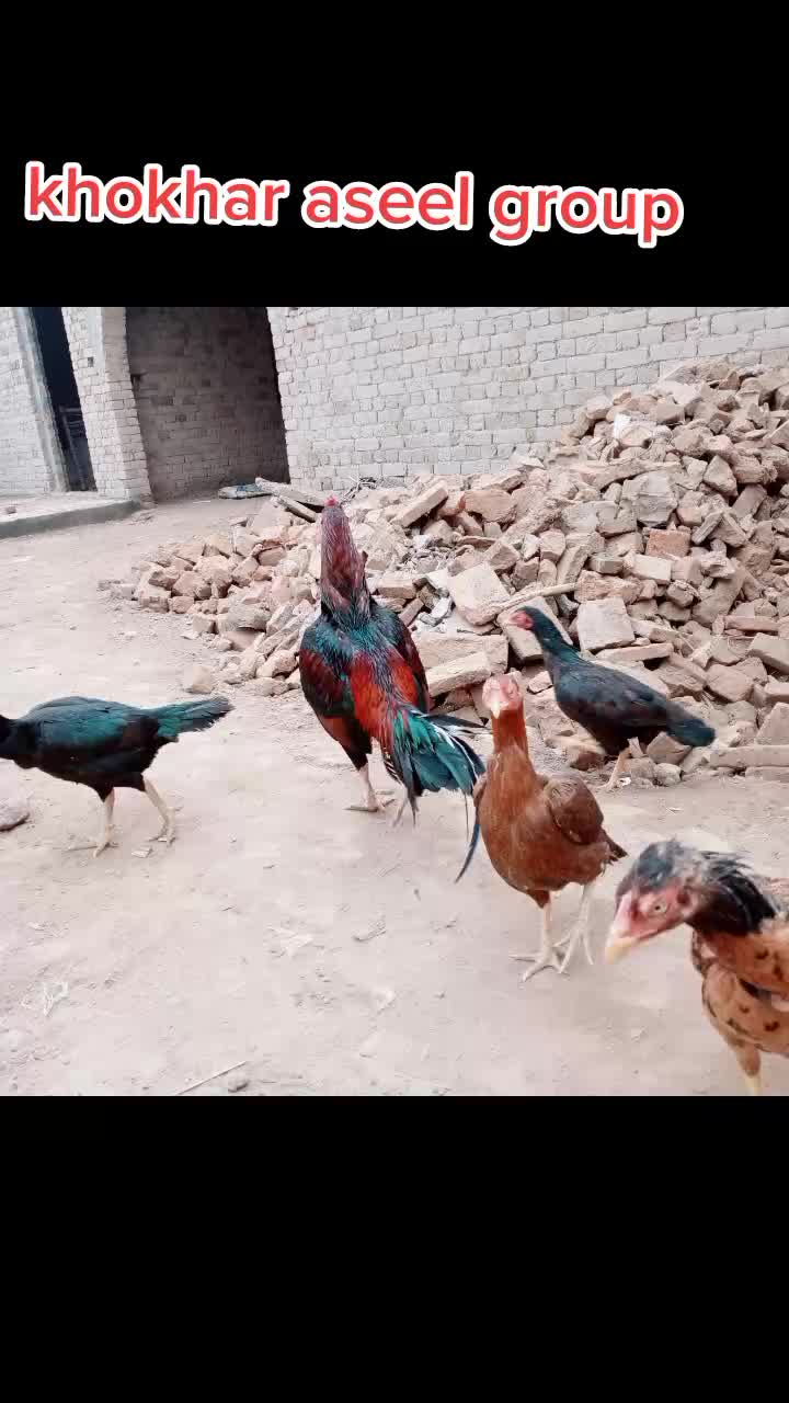 @malikqamarmalik85