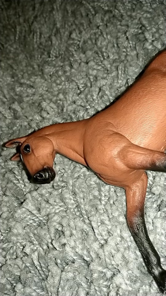 @❤Schleich🧡Today💛