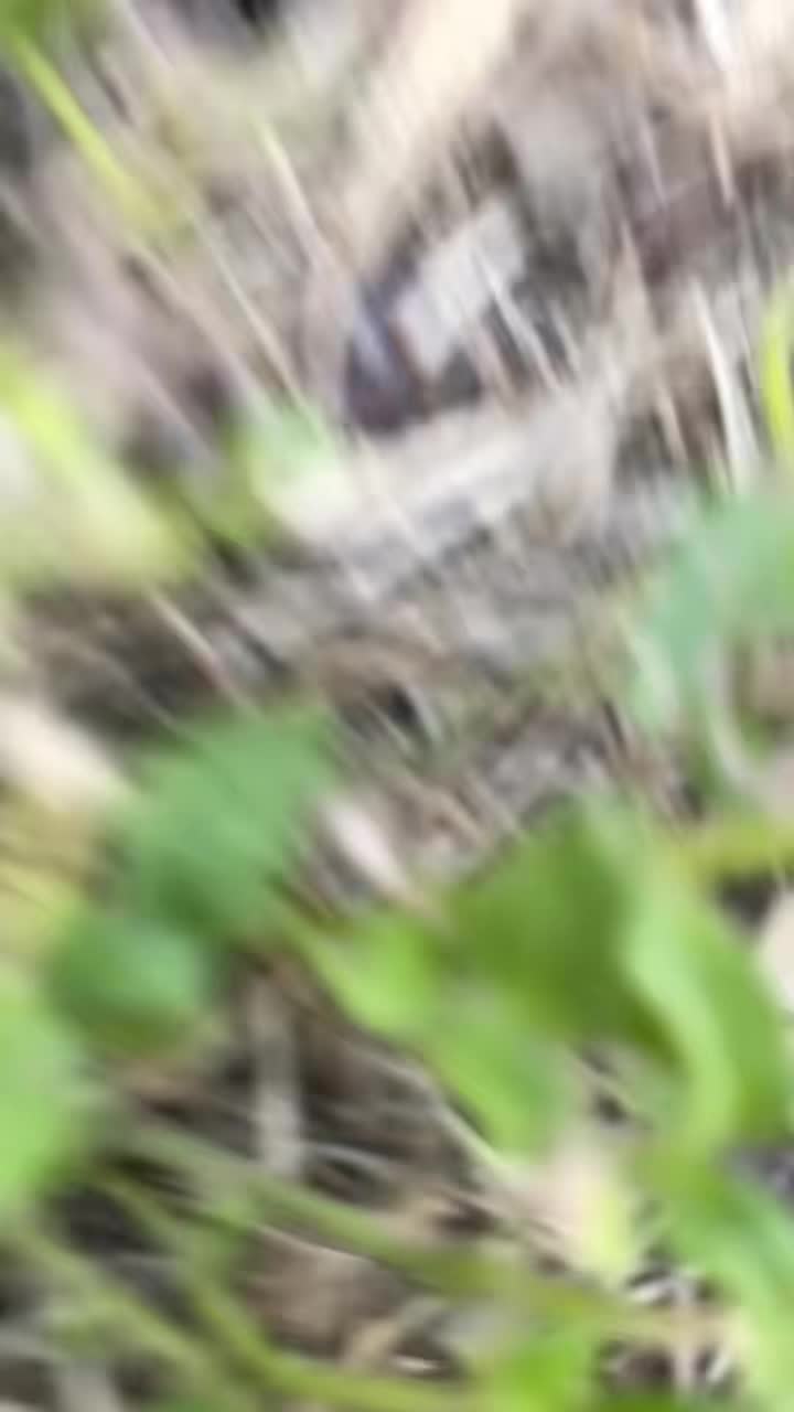 @🦕