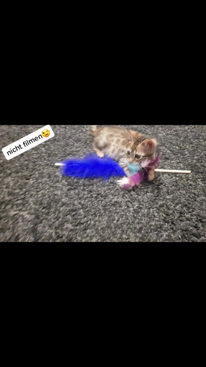 @sweet4bambi♥️Bengalkitten