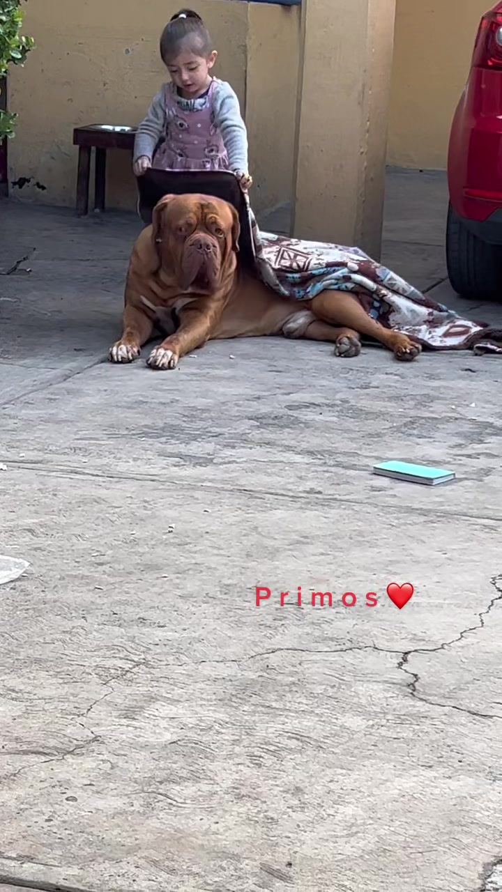@Gaston el cachorro