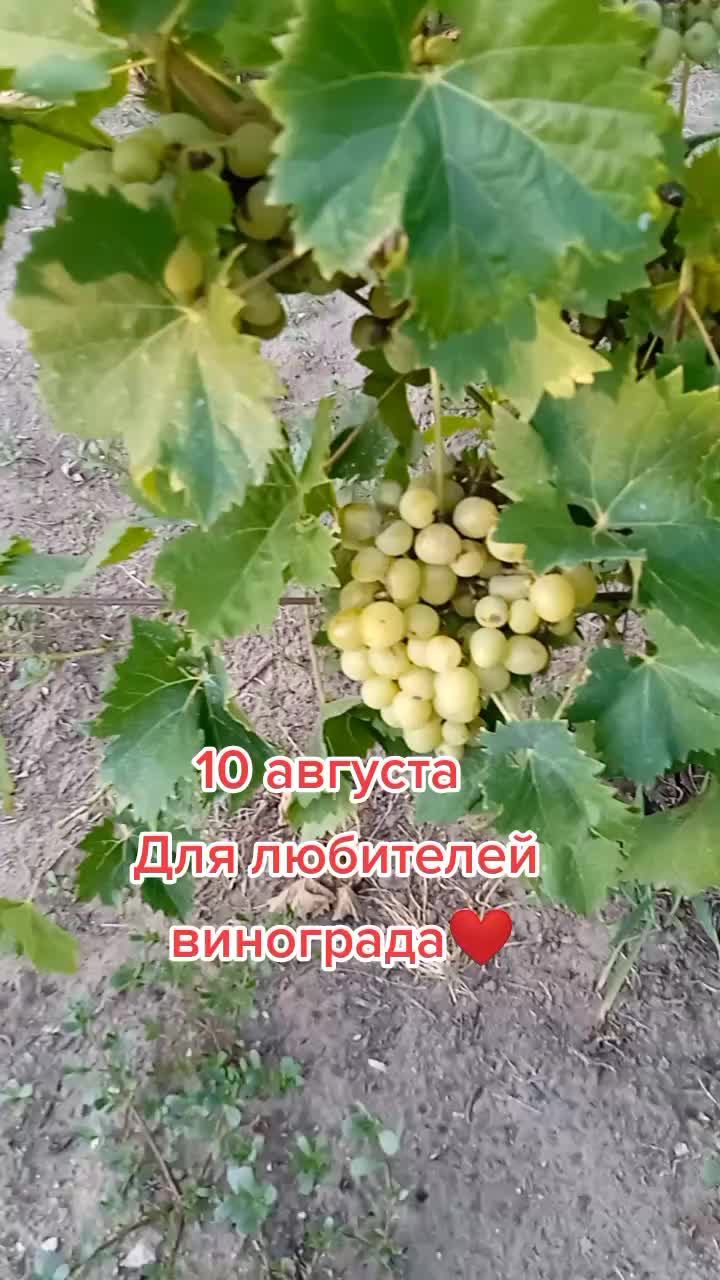 @Анжела Романенко81