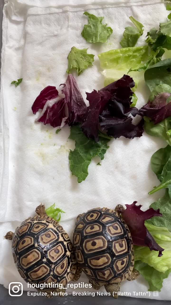 @Houghtling Reptiles