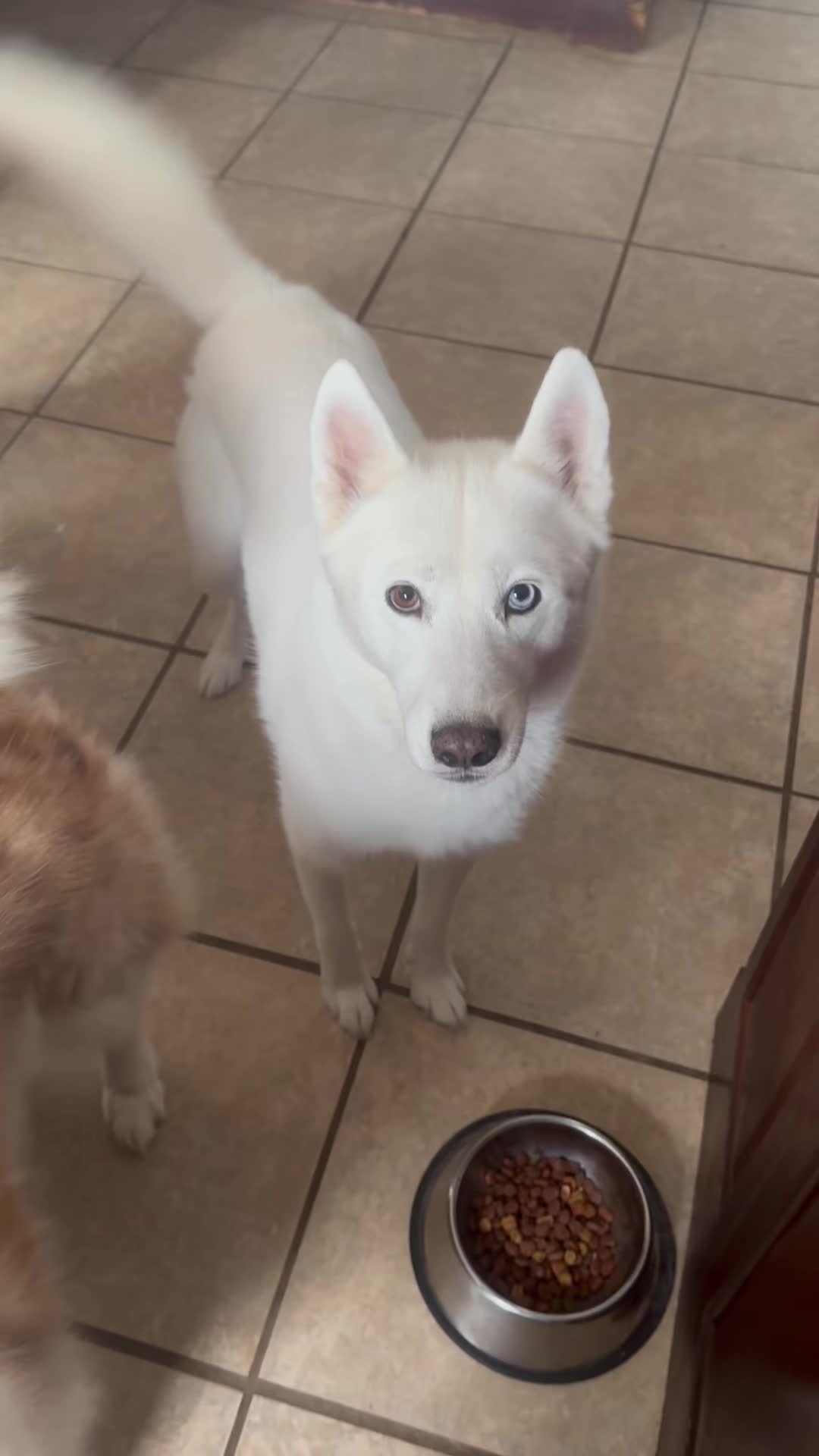 @Husky 6 Pack