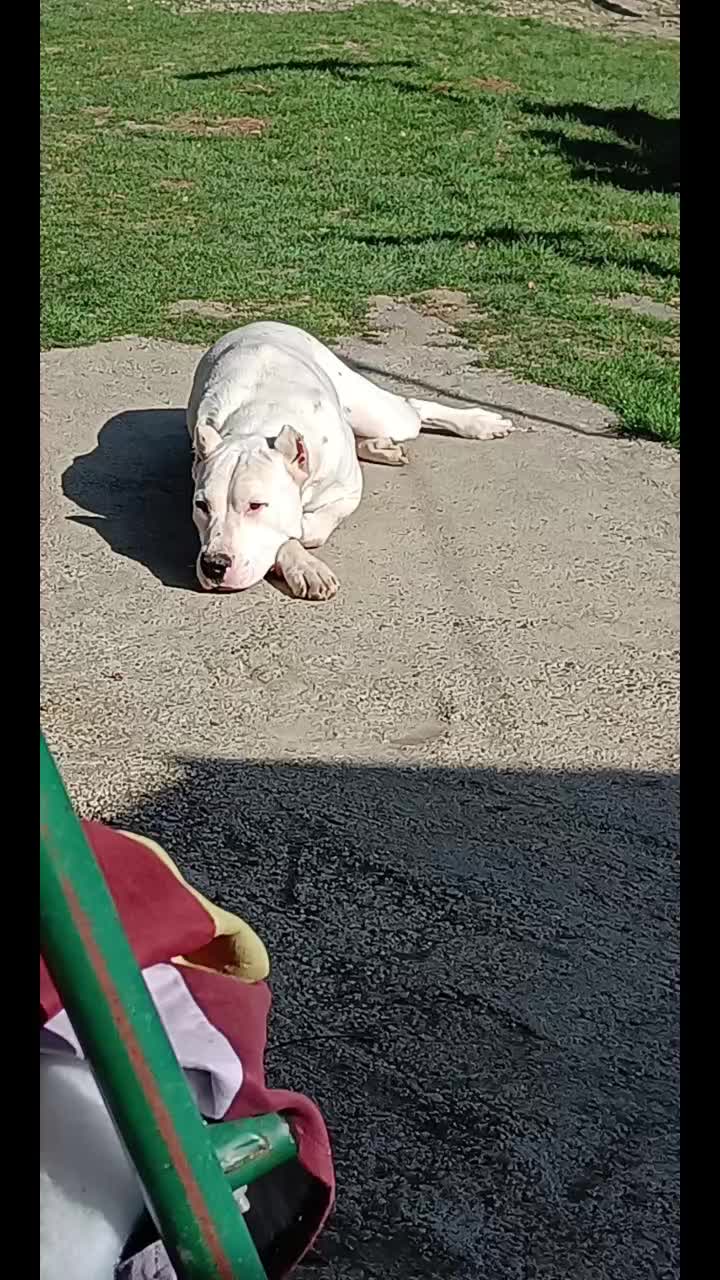 @HeraTheDogo