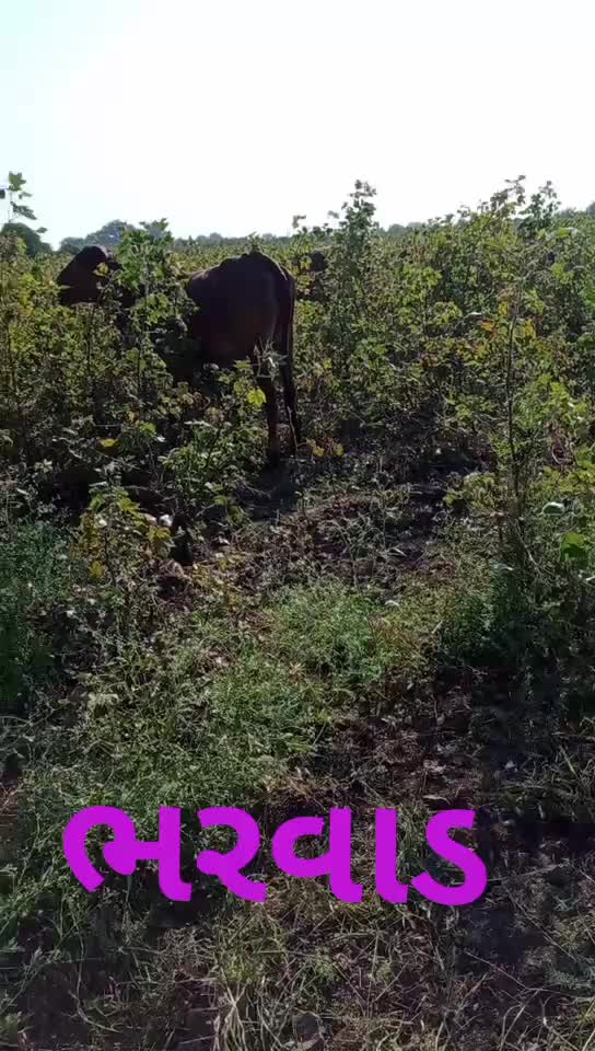 @user7063493293932