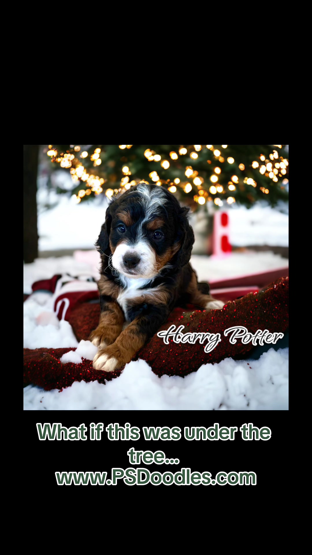 @Peachstones Bernedoodles