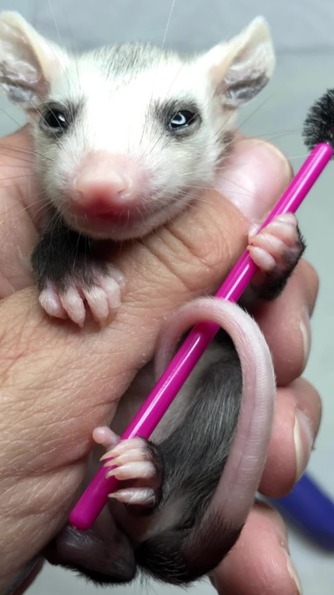 @wandsforwildlife