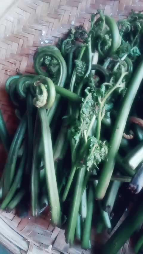 @gadankudi