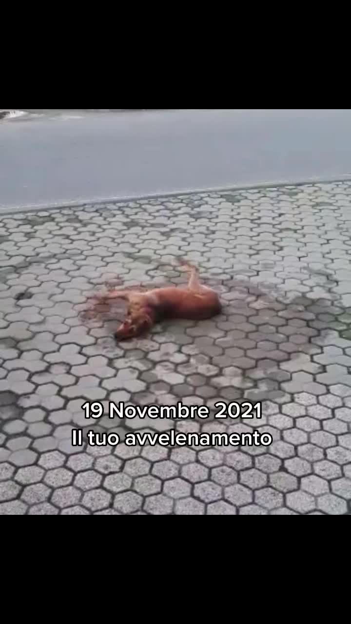 @Marika Falbo
